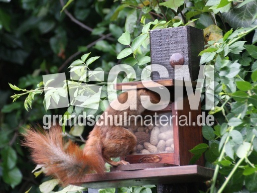 Eichhörnchen-4494.jpg